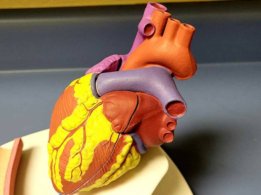 Cardiologist